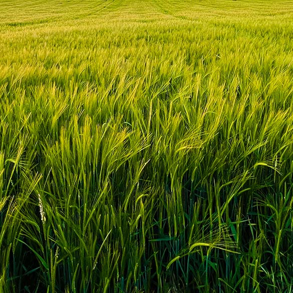 Barley field - Jefferies Seeds