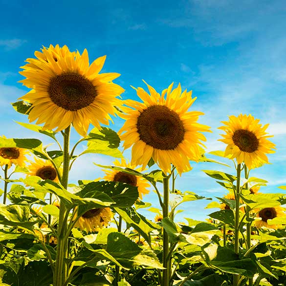 Sunflowers in field - Jefferies Seeds